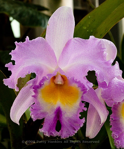 world of orchids3x
